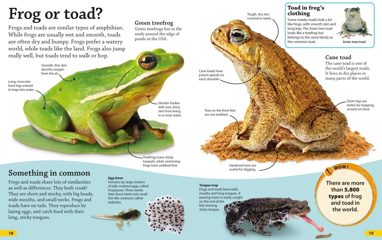 DK find out! Reptiles and Amphibians