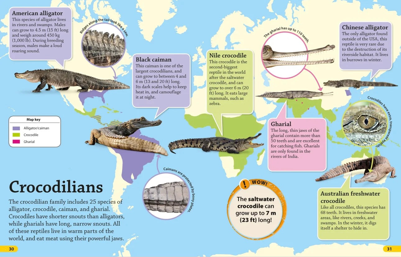 DK find out! Reptiles and Amphibians