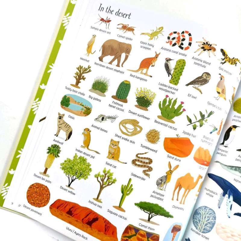 USBORNE 100 things in nature